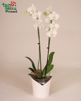 "Orchidea"