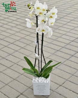 Padėka liudininkams - stilizuota orchidėja