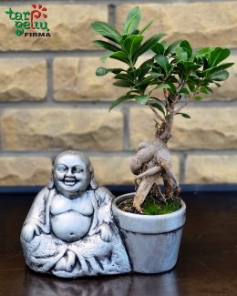 Bonsai "Buda"