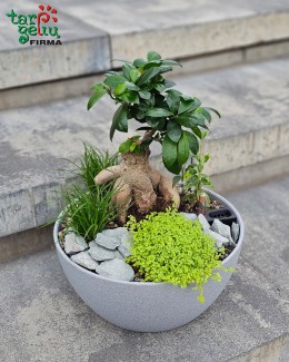 Kompozicija su bonsai