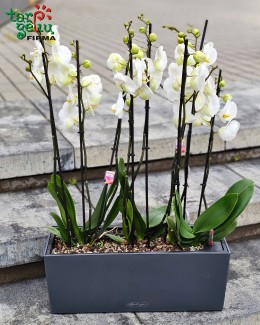 Baltų orchidėjų kompozicija