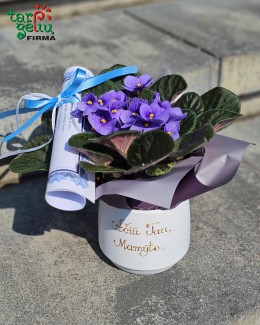 Žibuoklė ir sveikinimas Mamai