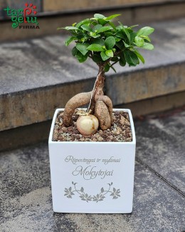 Bonsai "Mylimai mokytojai"