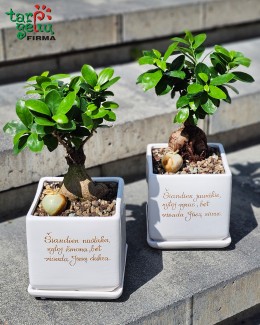 Padėka tėvaliams - vazonai su augalu