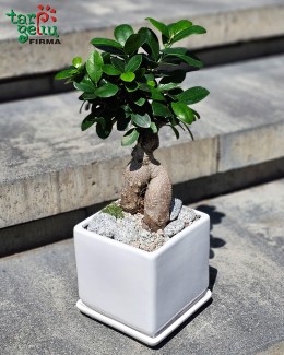 Fikusas bonsai "Mini zen sodas"