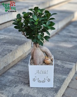Augalas vazone "Ačiū"