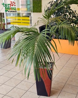 Palmė odiniame vazone