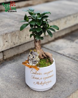 "Išminties medis"