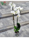 Orchidėja (Phalaenopsis) 2 stiebų