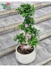 Bonsai "Ficus"