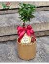 Bonsai medelis "Šauniausia bosė" 