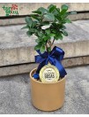 Bonsai medelis "Šauniausias bosas" 