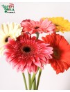 Gerbera