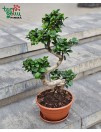 Bonsai "Ficus"