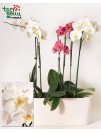 Už jus "kalbančios orchidėjos"! 