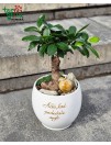Bonsai fikusas „Ačiū, kad padedate augti“