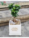Fikusas bonsai „Linkime augančių rezultatų“