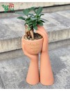 Kompozicija vazone gyvu bonsai stiliaus fikusu "Rūpestingos rankos" 