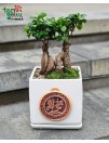 Fikuso bonsai su moliniu vestuviniu medaliu „Laimingos ir tvirtos Jūsų santuokos“