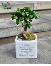 Dovana tėvams –  fikuso bonsai vazone „Ačiū, Tėveliai“ 
