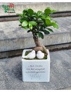 Augalas bonsai vazone "Mieli tėveliai, ačiū, kad užauginote..." 