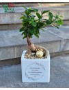 Miniatiūrinis fikuso bonsai vazone "Šiandien jaunikis, rytoj - vyras, bet visada būsų tavo mylimas ir mylintis sūnus". 