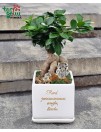 Fikusas bonsai "Kad prisiminimai augtų kartu"
