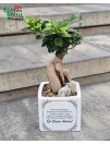 Fikusas „Ginseng“ (Bonsai) vazone su palinkėjimu „Su Boso diena!“