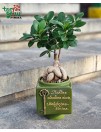 Bonsai medelis su užrašu "Raktas atrakina duris, Mokytojas - žinias"