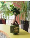Bonsai medelis su užrašu "Raktas atrakina duris, Mokytojas - žinias"