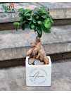 Bonsai mokytojui "Ačiū"