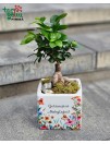 Fikuso bonsai vazone „Geriausiai mokytojai“