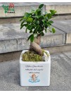 Fikuso bonsai vazone „Man Jūsų dėmesio reikės...“