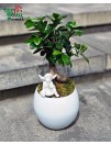 Fikuso bonsai vazone „Angelas“ 