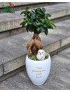 Fikusas bonsai "Kad prisiminimai augtų kartu" 