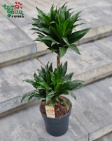 Dracena "Compacta"