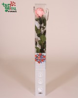 Ilgai žydinti (stabilizuota) rožė