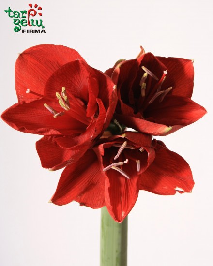 Amarilis