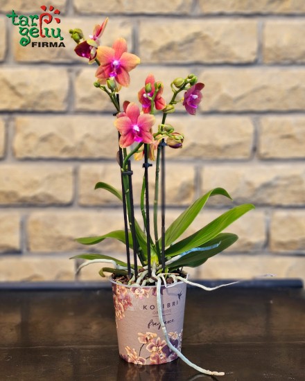 Orchidėja (Phalaenopsis) įvairių spalvų (50 cm)