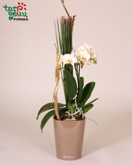 Žavi mini orchidėja + vazonas