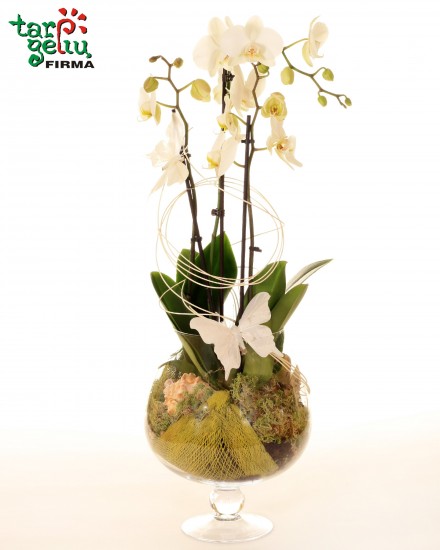 Orchidėjų kompozicija SVAJA 