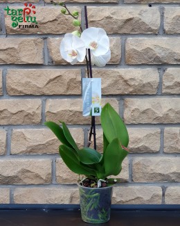 Orchidėja (Phalaenopsis)
