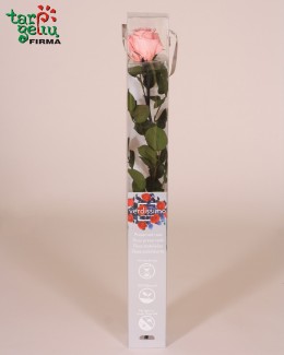 Стабилизированая роза