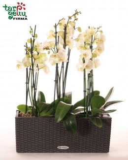 Композиция из oрхидеи PHALAENOPSIS