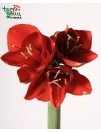 Amarilis