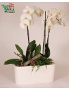 Orchidėja ir palangės vazonas "Lechiza"