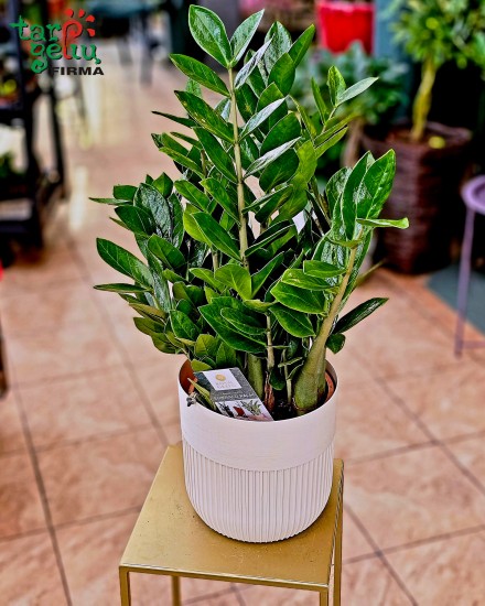 Zamioculcas