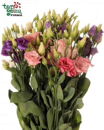 Eustoma