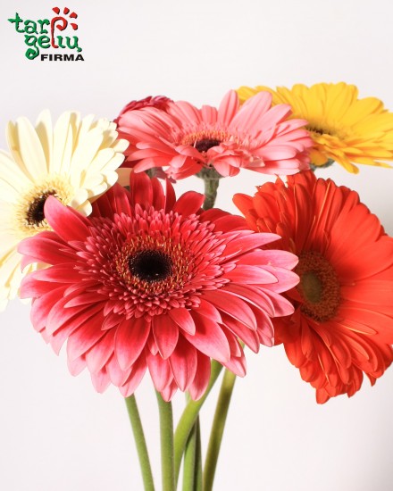 Gerbera Daisy