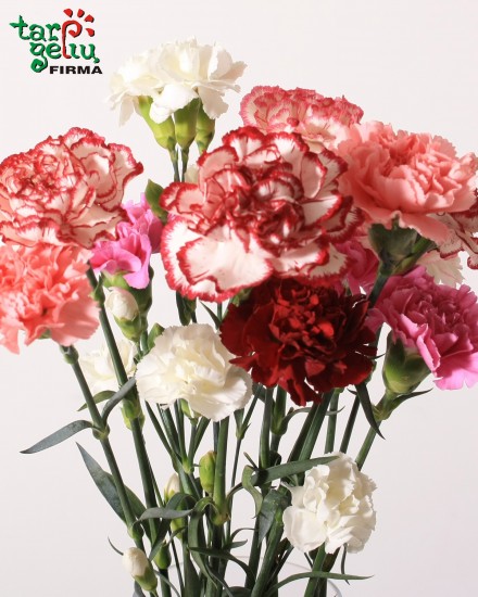 Carnations